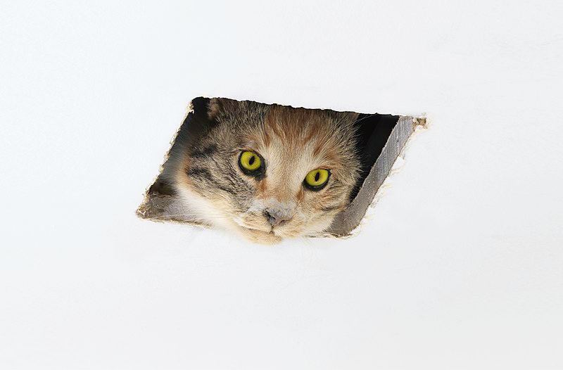 50. the ceiling cat is watching you